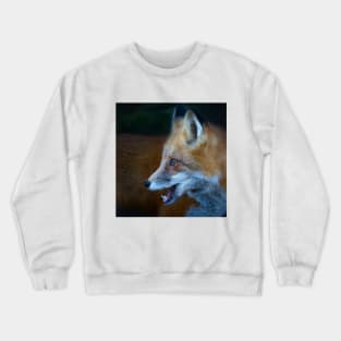 Red Fox - Algonquin Park, Canada Crewneck Sweatshirt